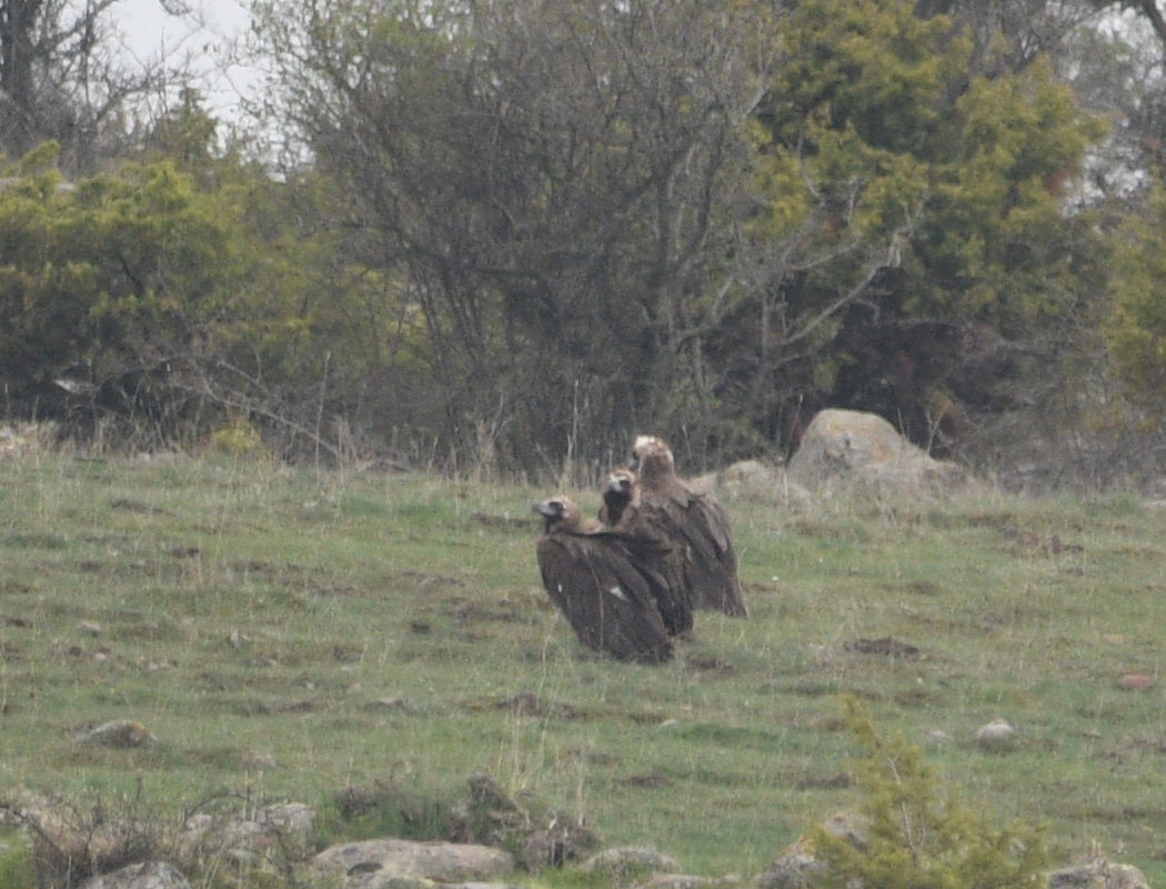 Cinereous Vulture