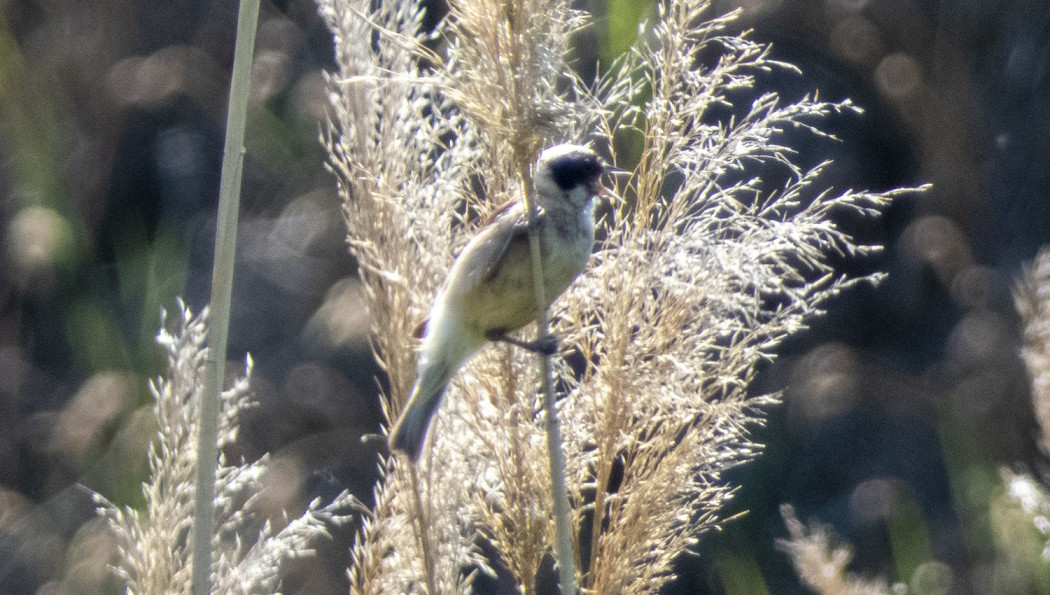 Eurasian Penduline Tit