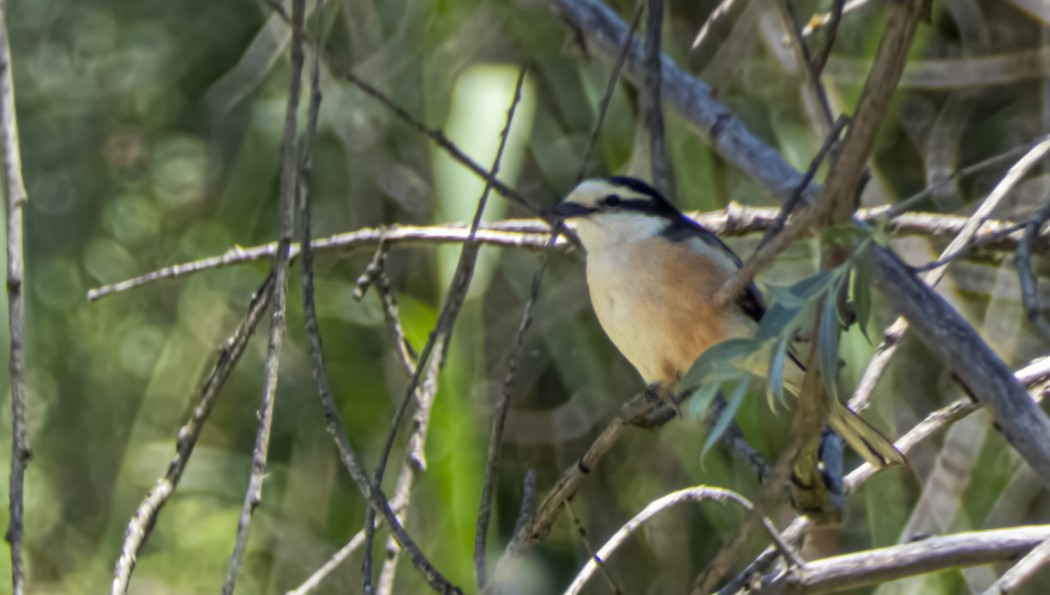 Masked Shrike