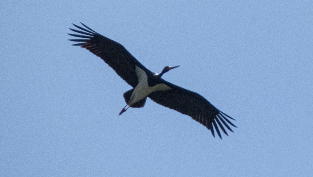 Black Stork