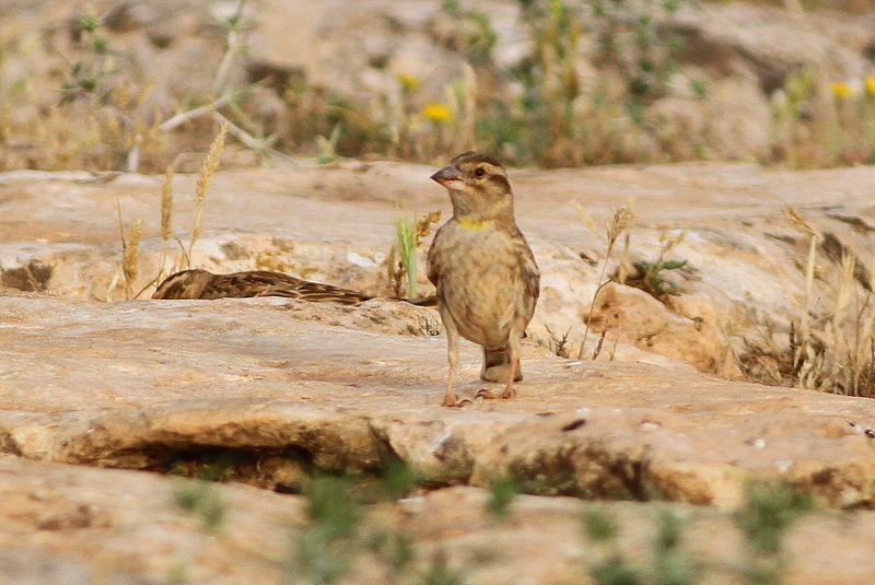 Rock Sparrow