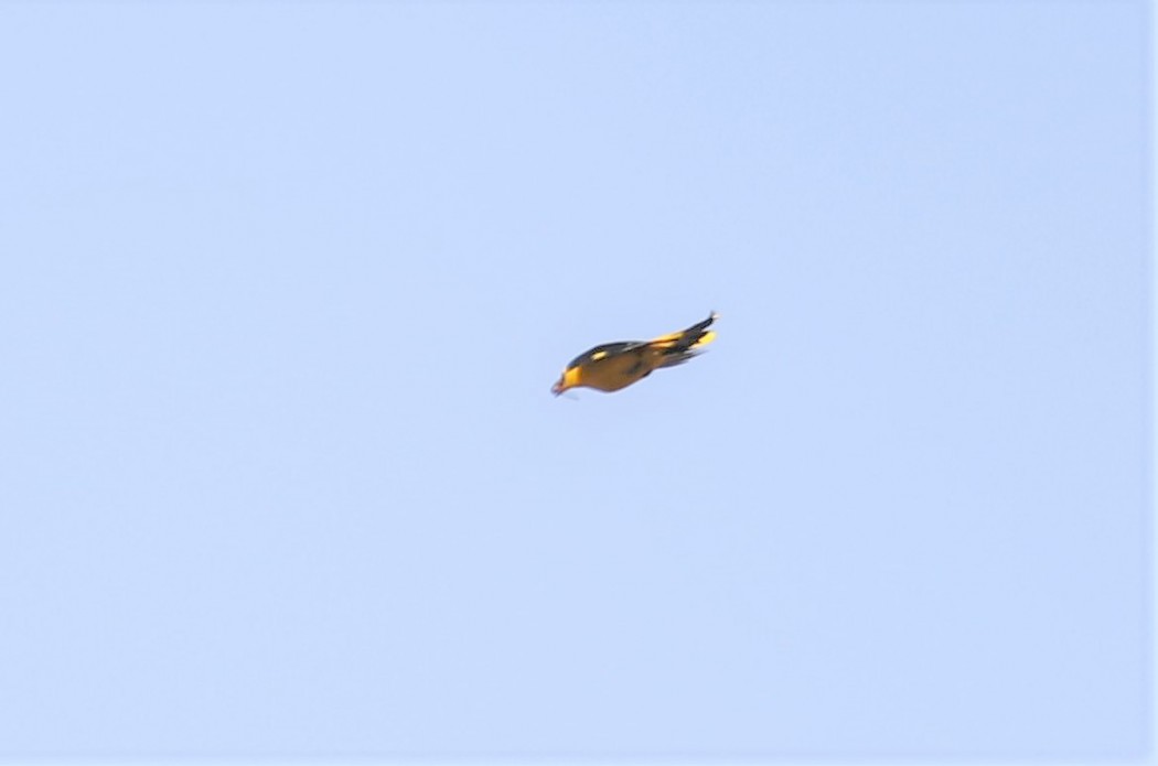 Eurasian Golden Oriole