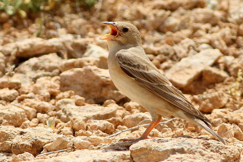Pale Rockfinch
