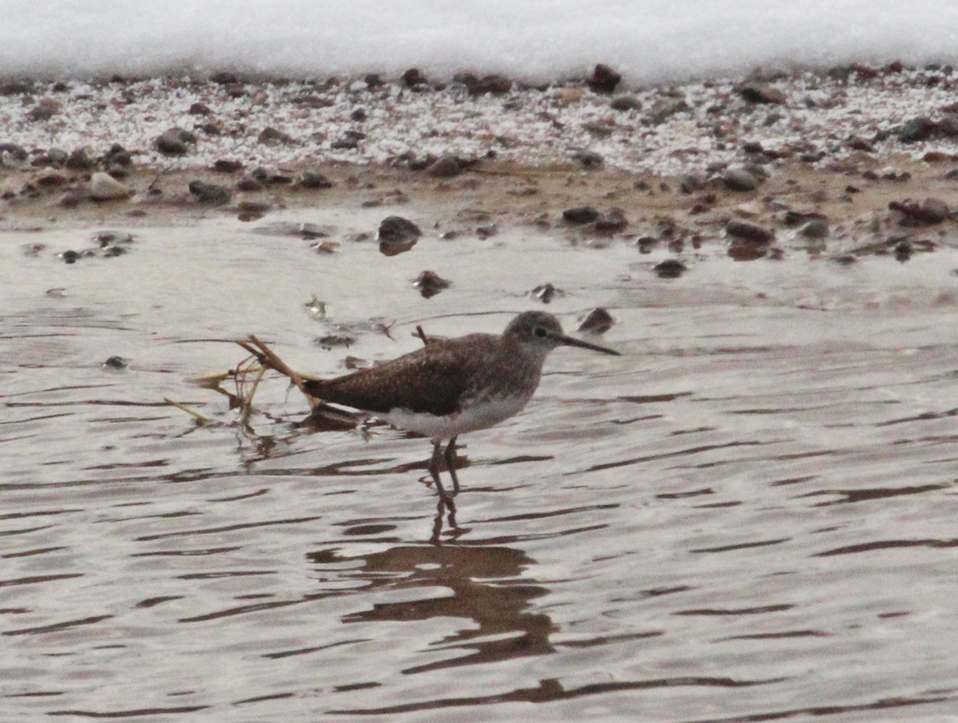 Green Sandpiper