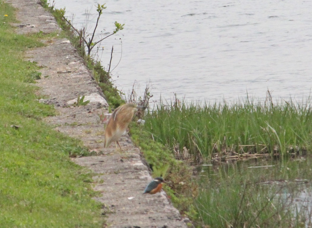 Squacco Heron