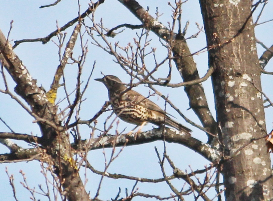 Mistle Thrush