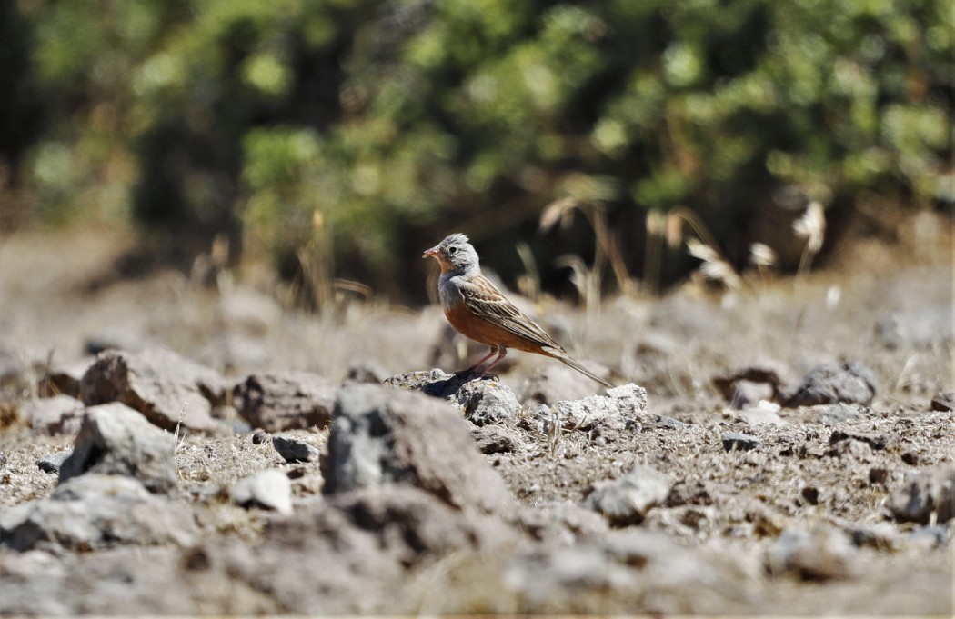Cretzschmar`s Bunting