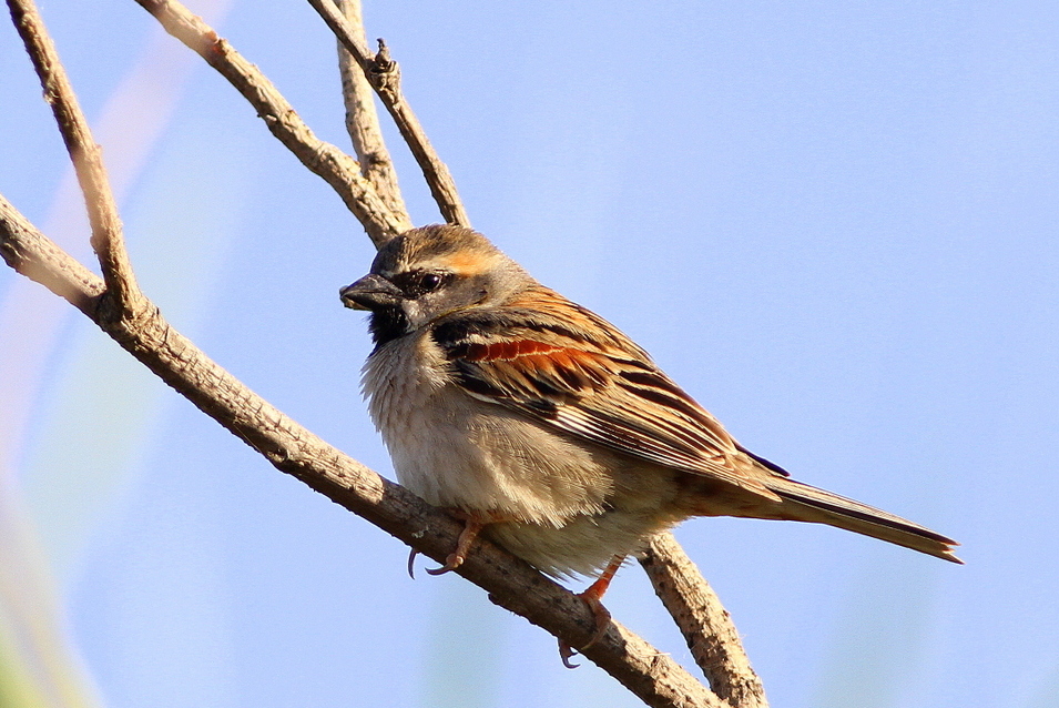 Dead Sea Sparrow