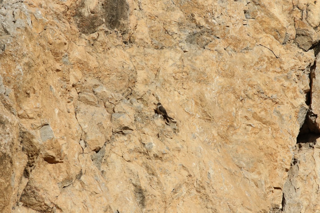 Eurasian Crag Martin