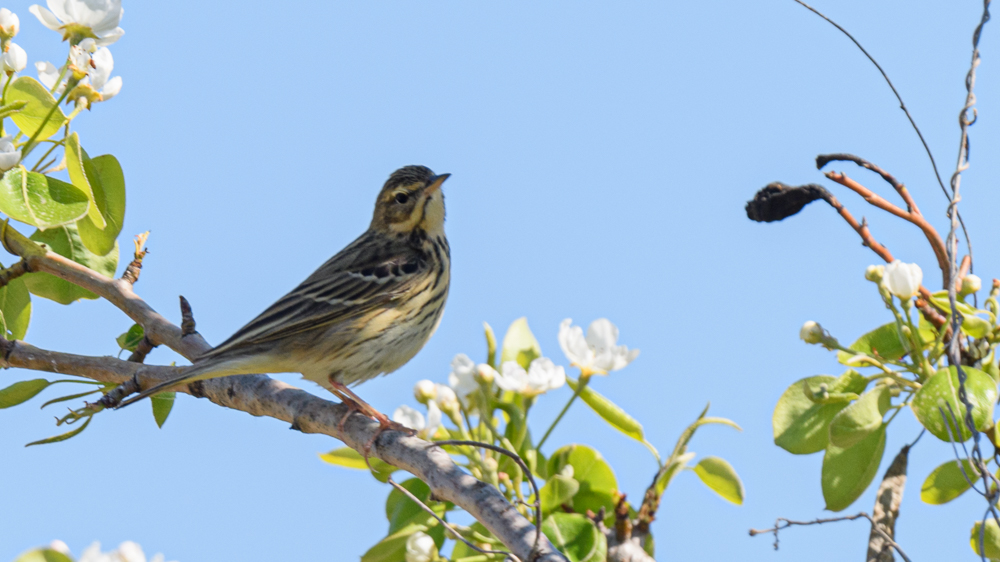 Tree Pipit
