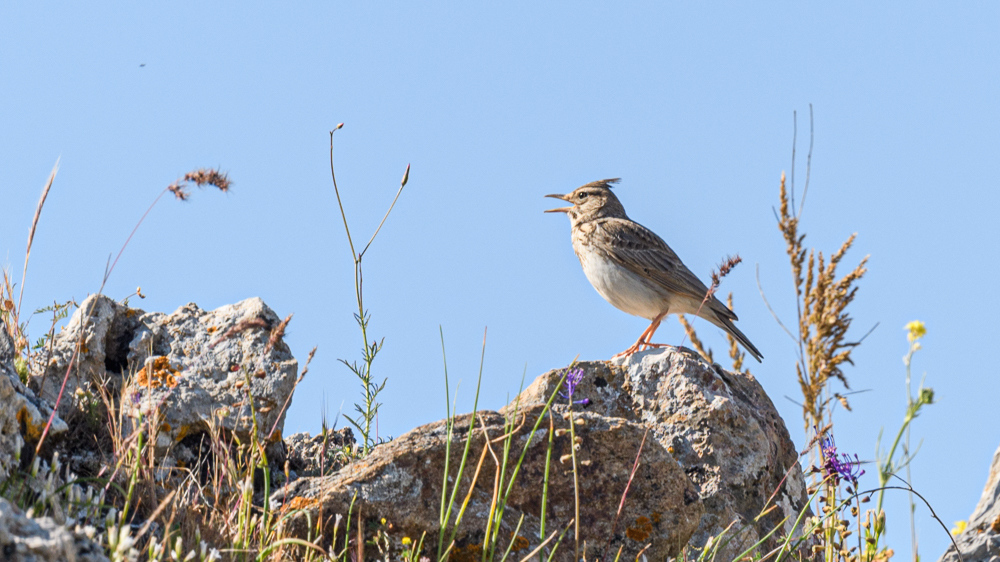 Crested Lark
