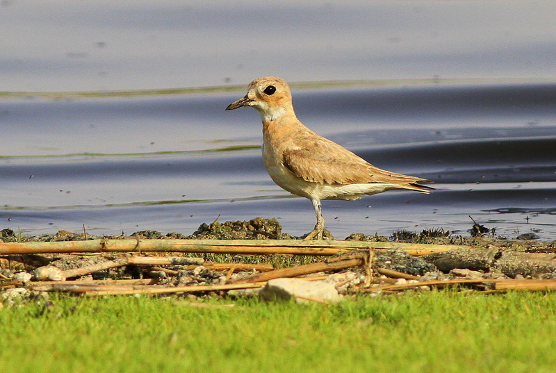 Greater Sand Plover