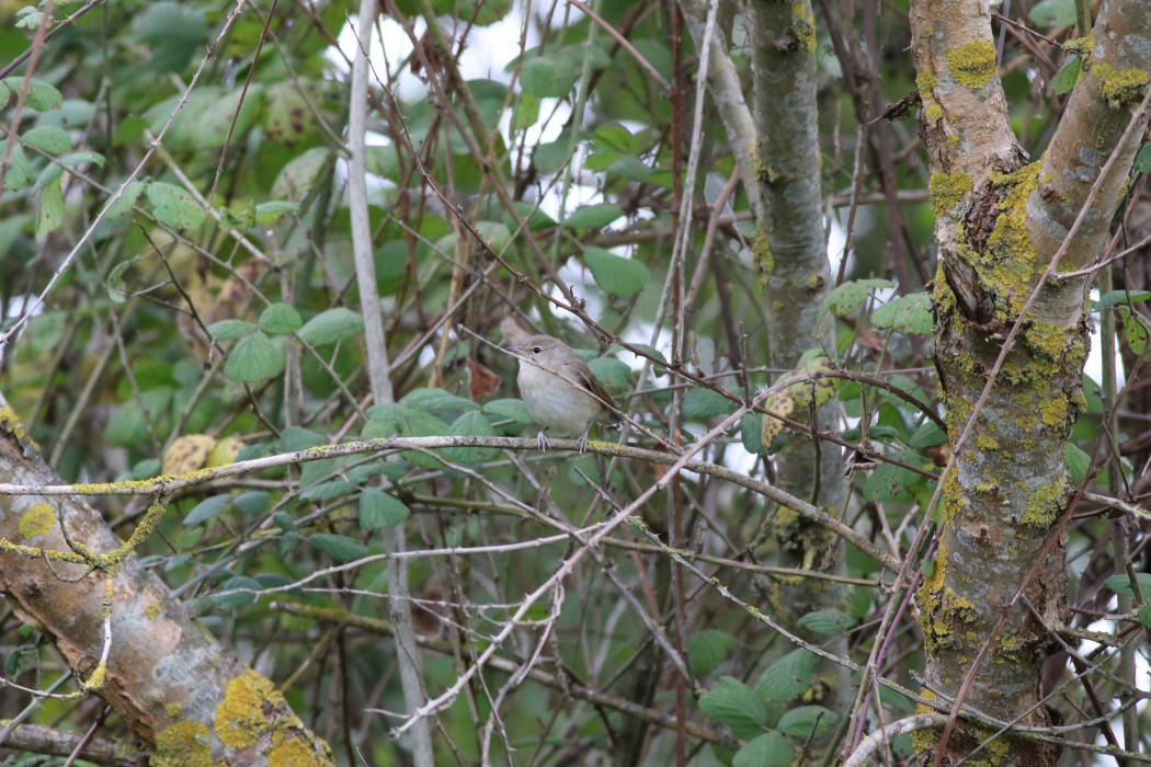 Garden Warbler