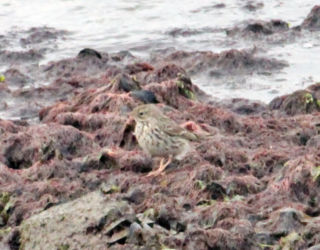 Meadow Pipit