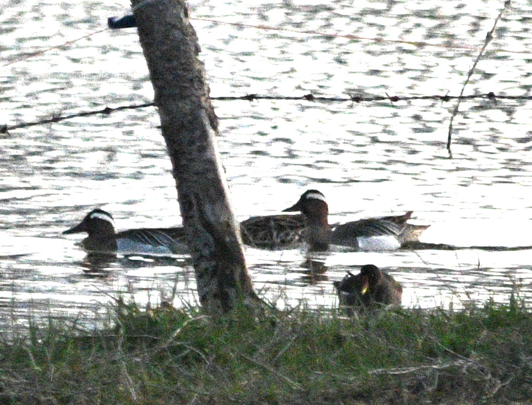 Garganey