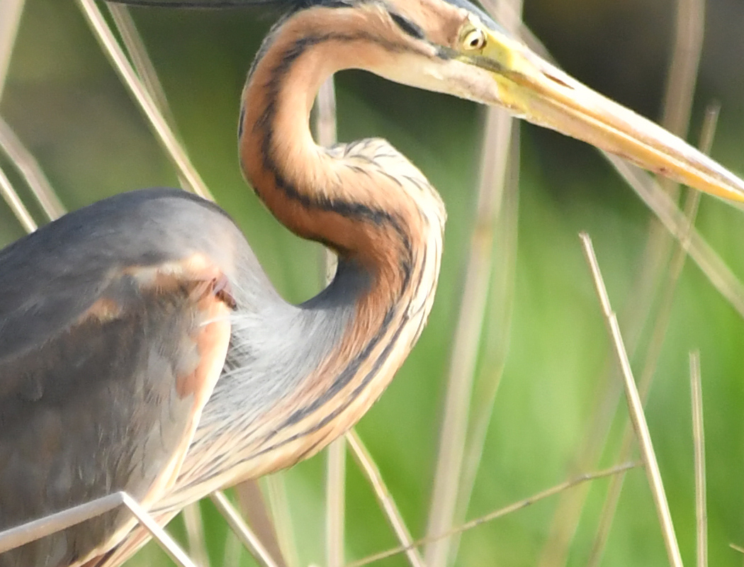 Purple Heron