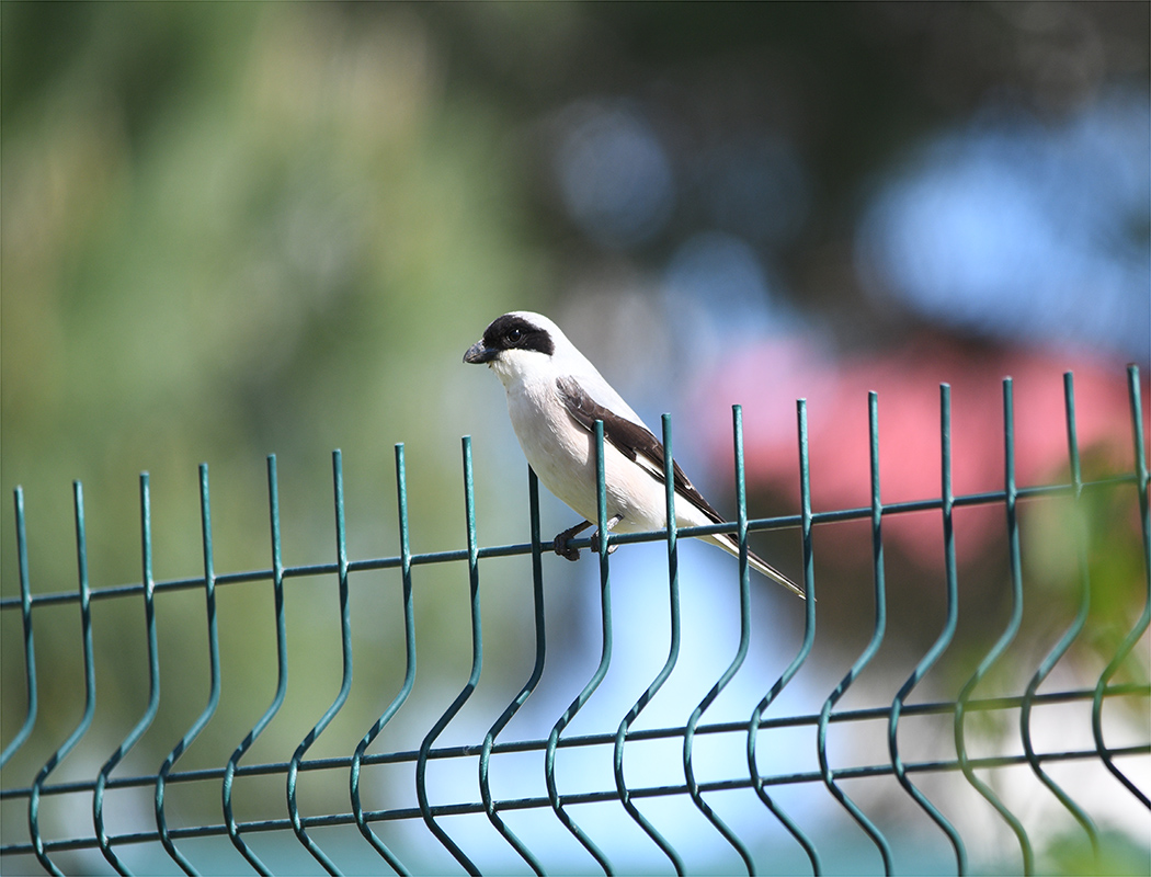 Lesser Grey Shrike