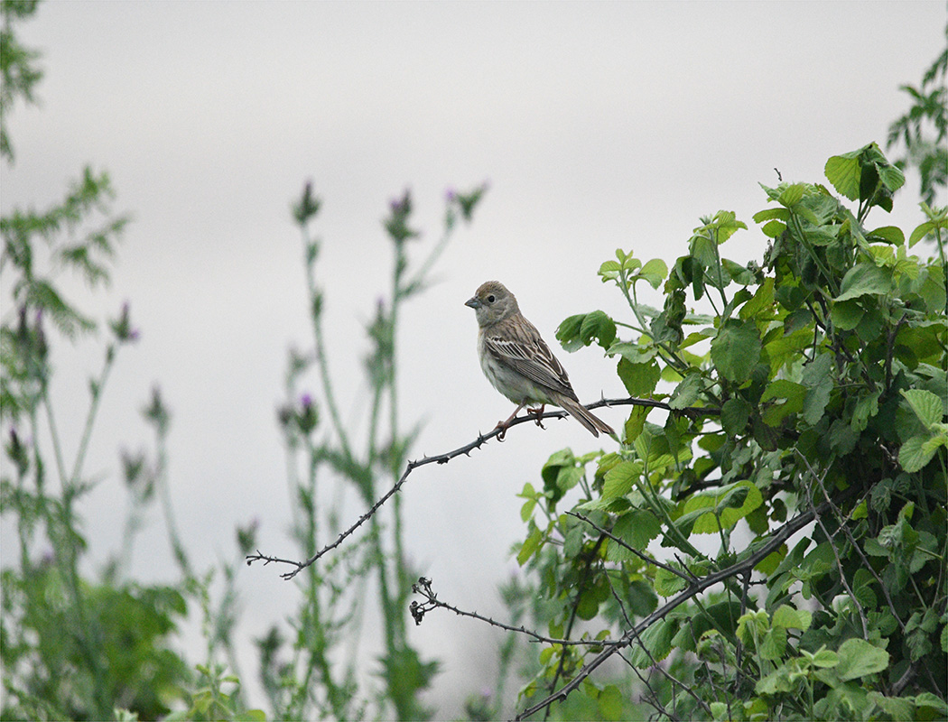 Black-headed Bunting