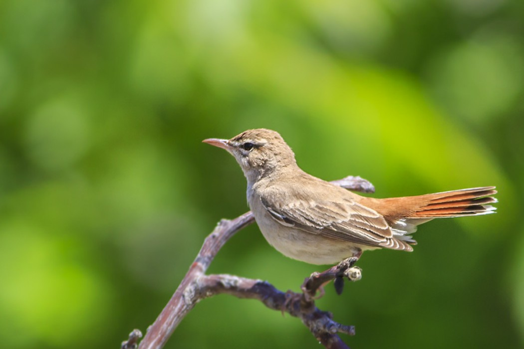 Rufous-tailed Scrub Robin