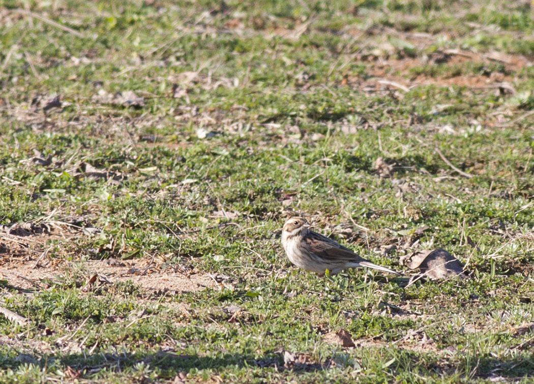 Common Reed Bunting
