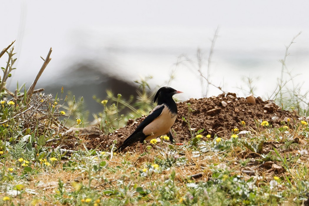 Rosy Starling
