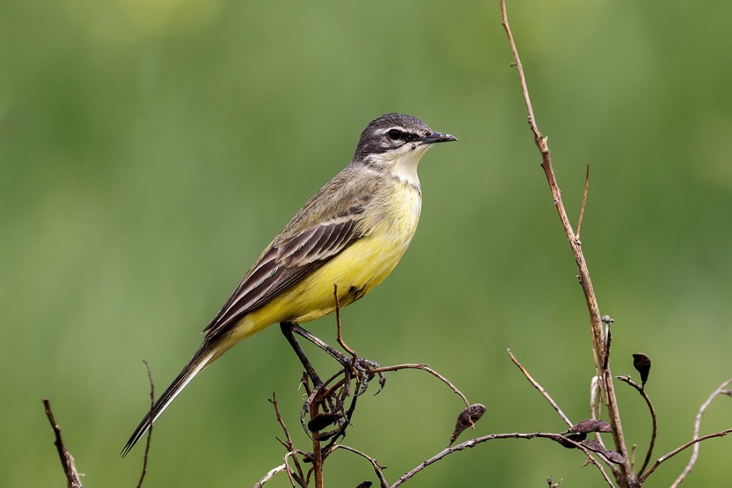 Western Yellow Wagtail