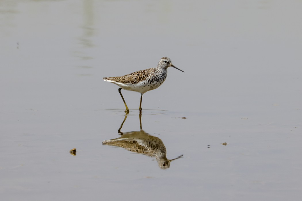 Marsh Sandpiper