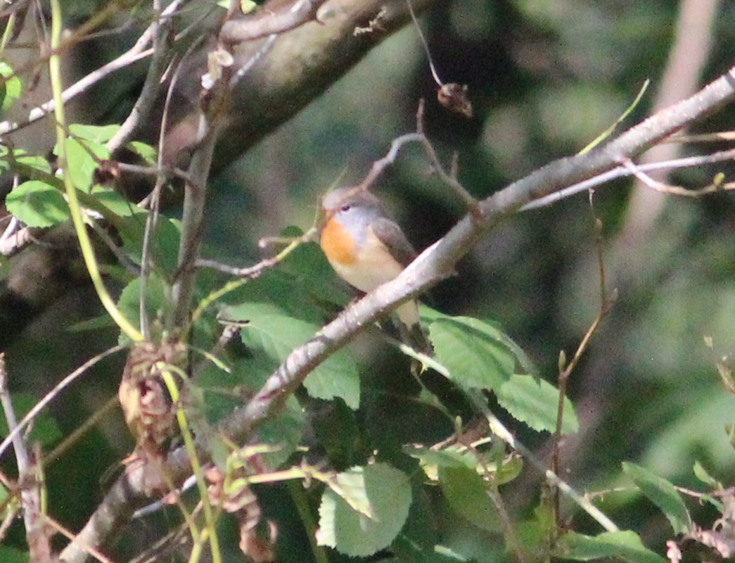 Red-breasted Flycatcher