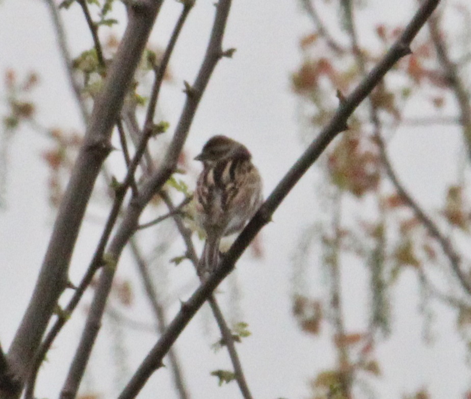 Common Reed Bunting