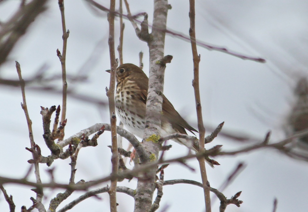 Song Thrush