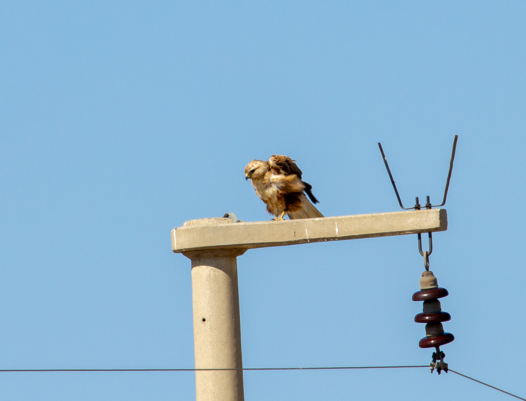 Long-legged Buzzard