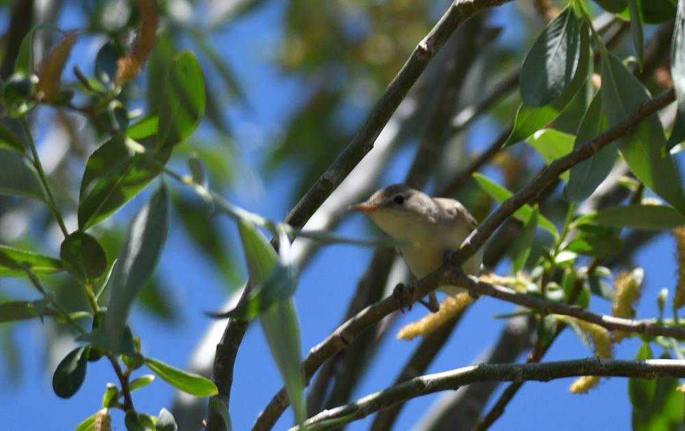 Icterine Warbler