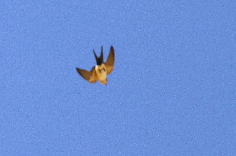 European Red-rumped Swallow