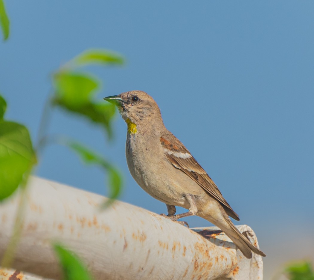 Yellow-throated Sparrow
