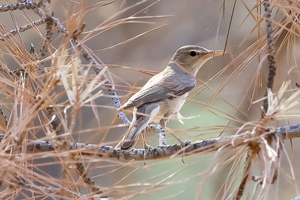 Upcher`s Warbler