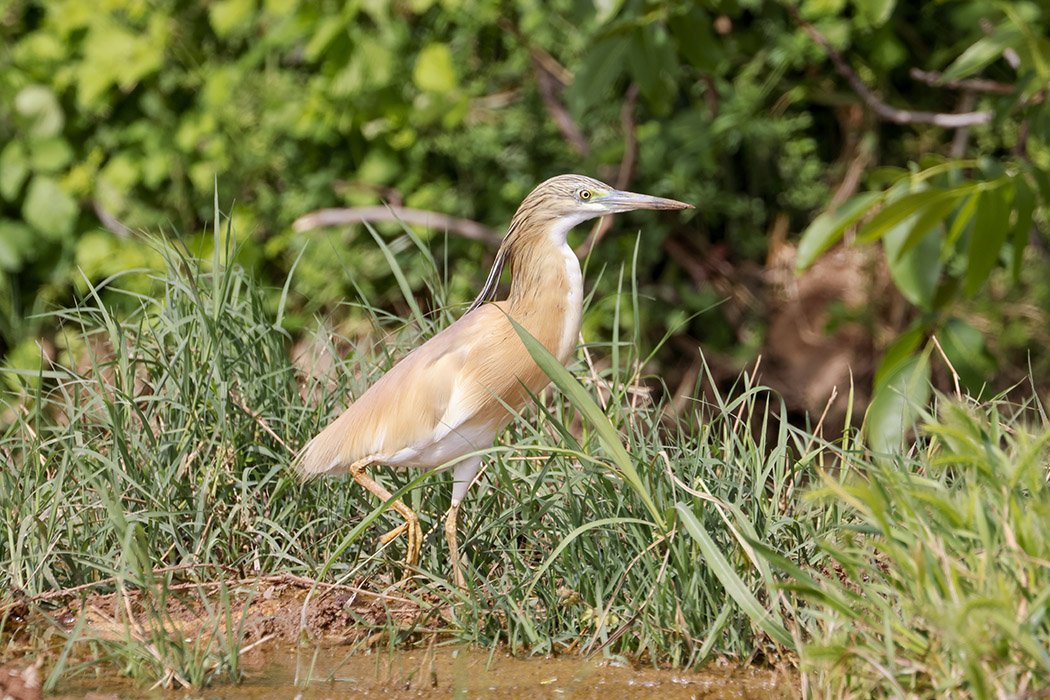 Squacco Heron