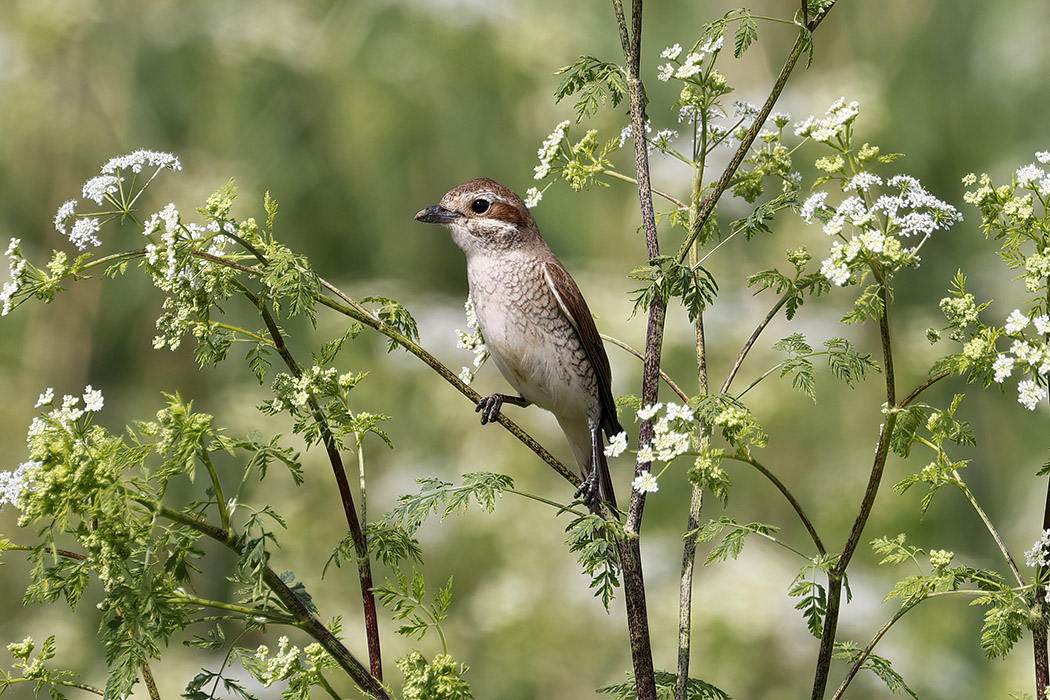 Red-backed Shrike