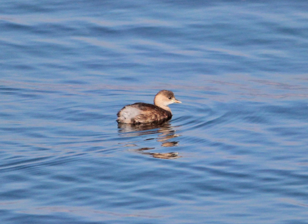 Little Grebe