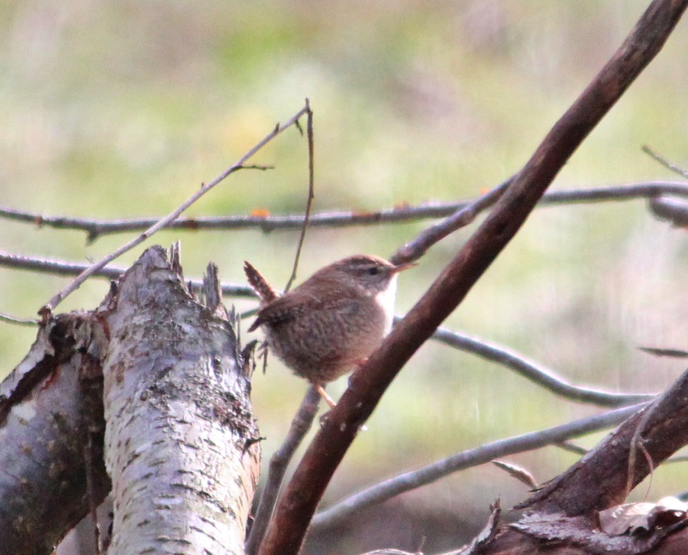 Eurasian Wren