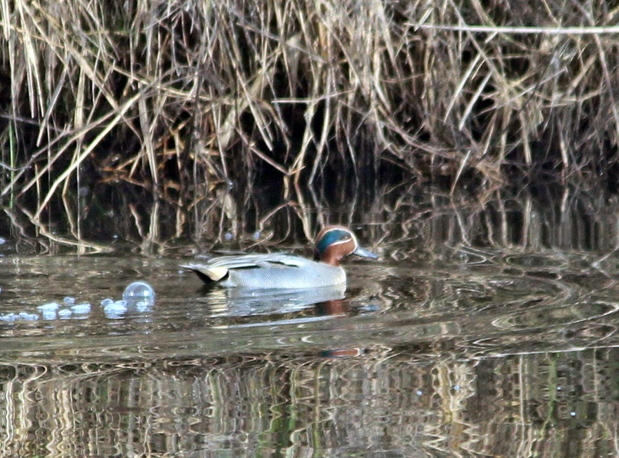 Eurasian Teal