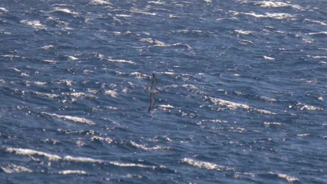 Scopoli`s Shearwater