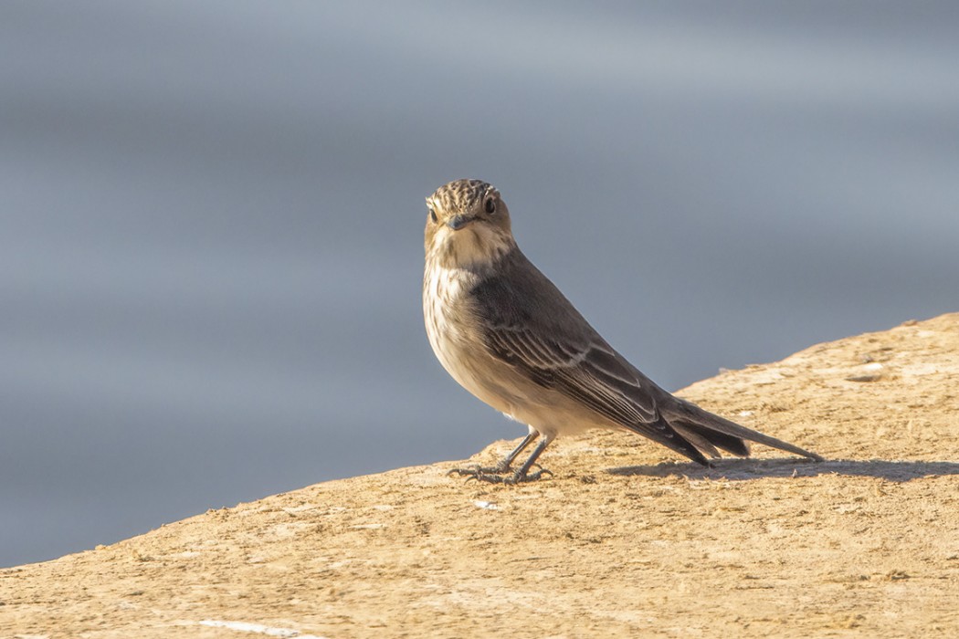 Spotted Flycatcher