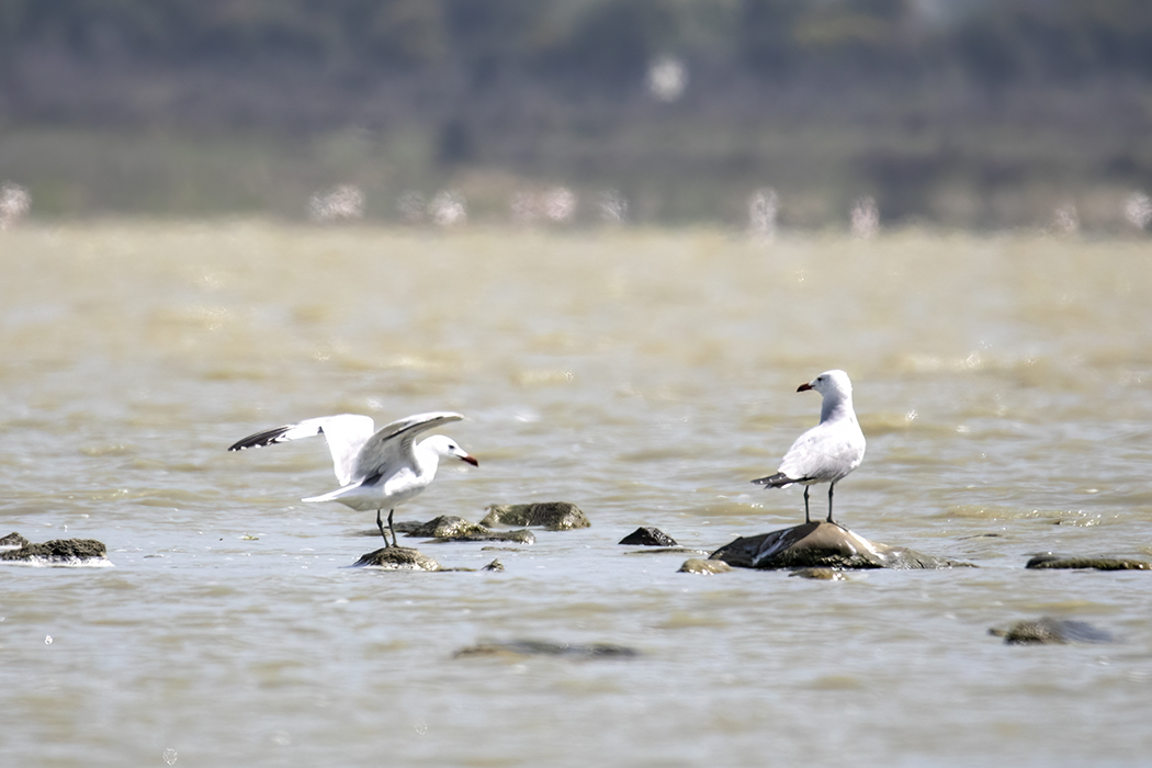 Audouin`s Gull