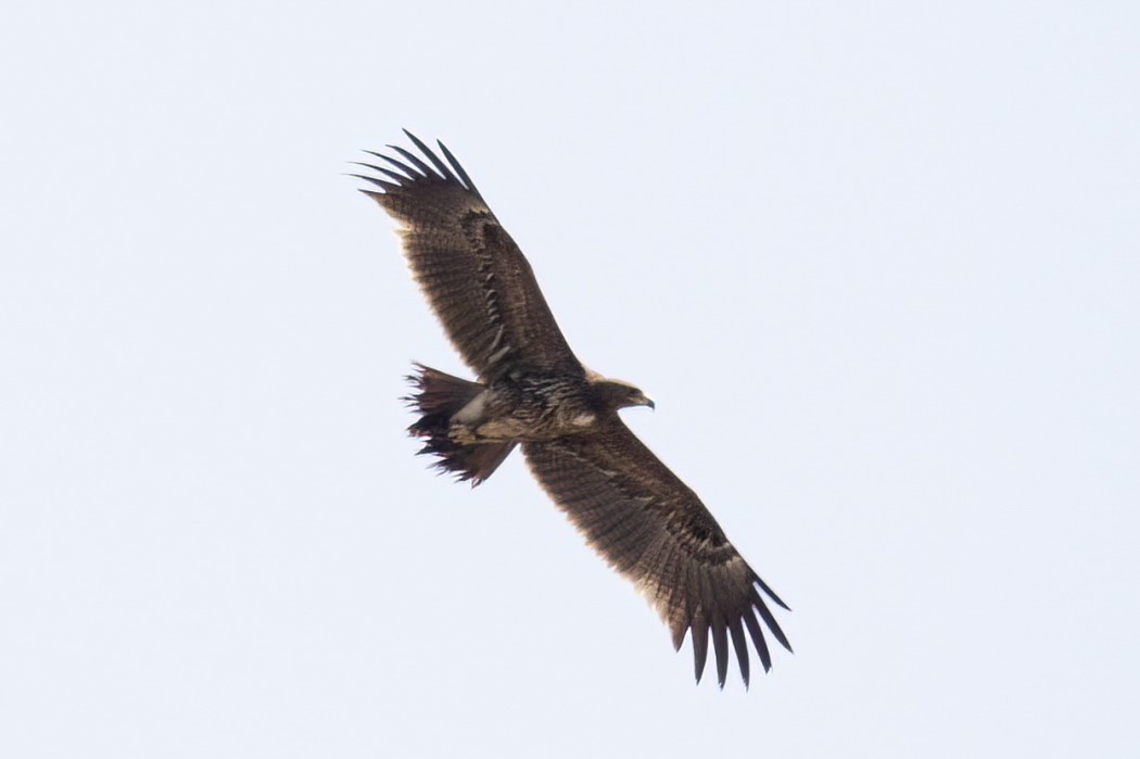 Lesser Spotted Eagle