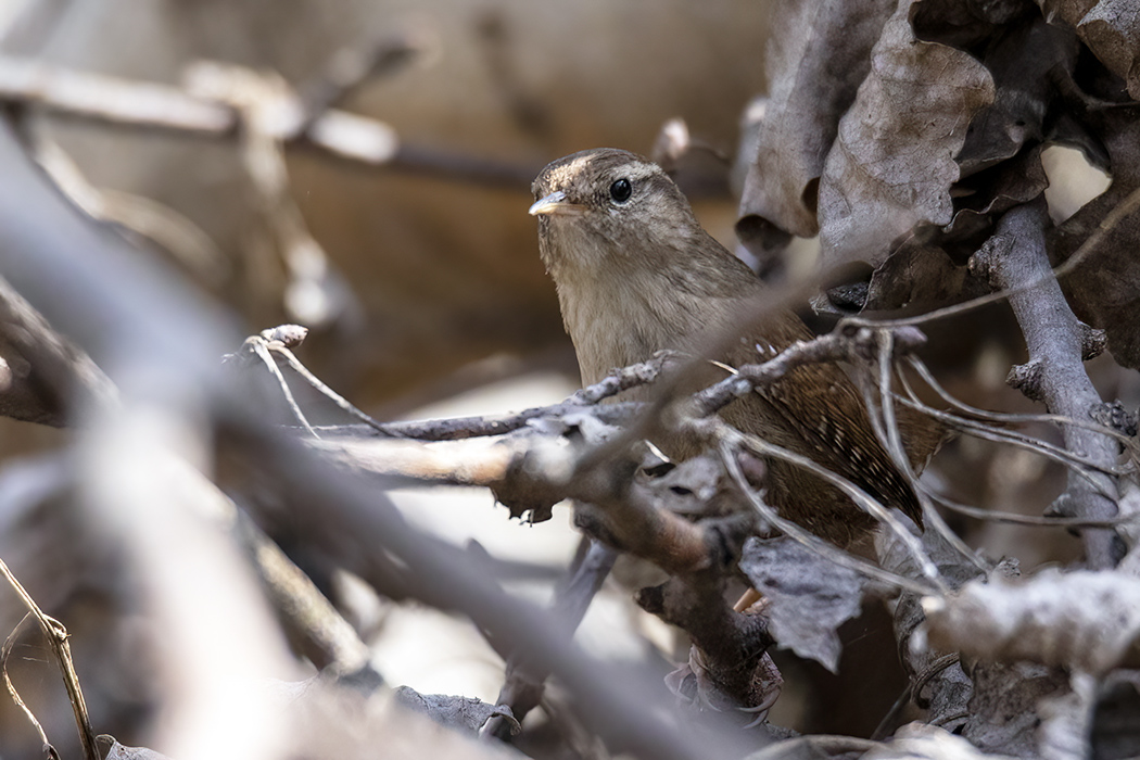 Eurasian Wren