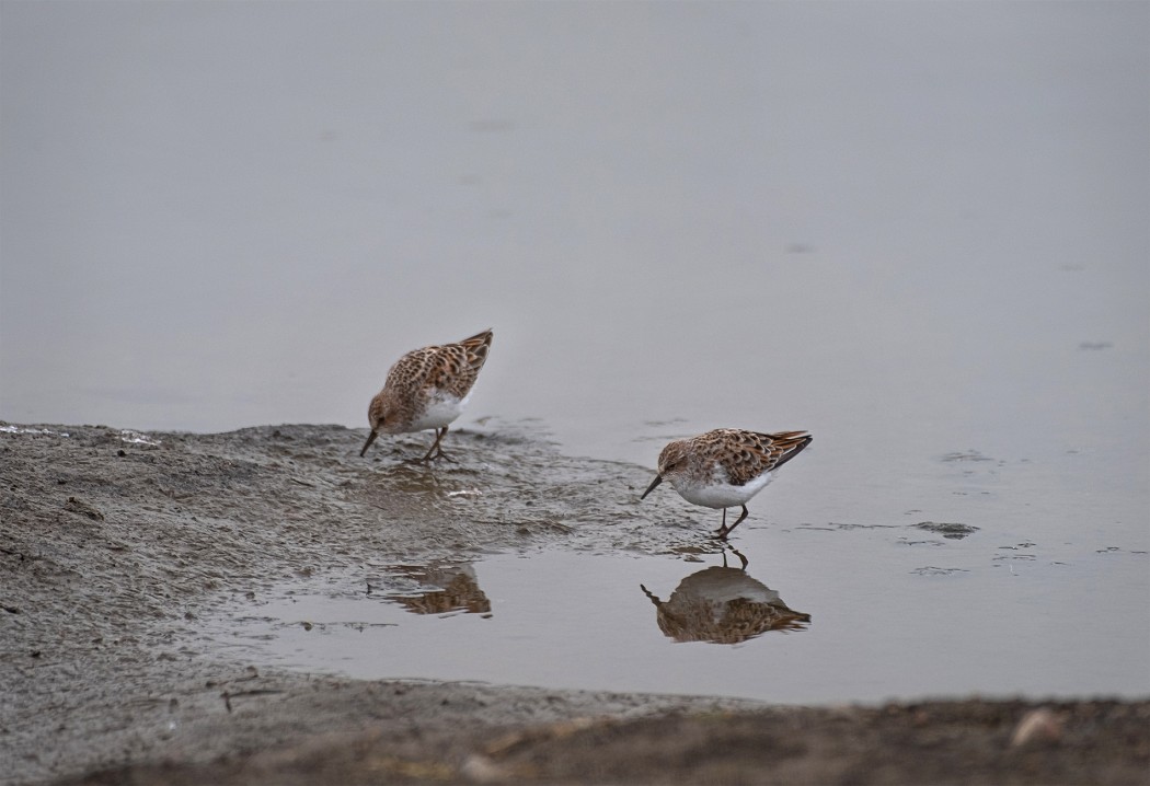 Little Stint
