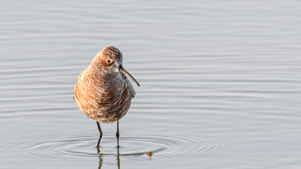 Curlew Sandpiper