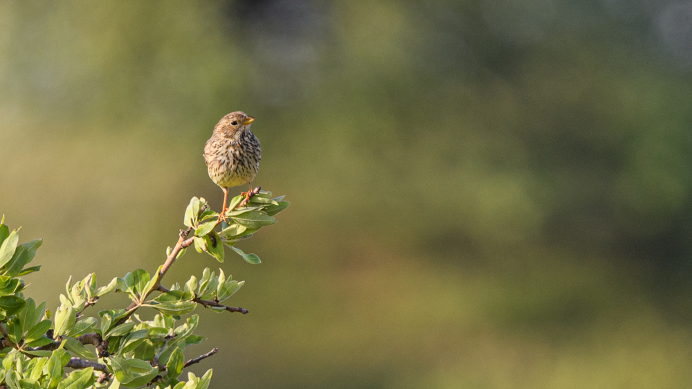 Corn Bunting