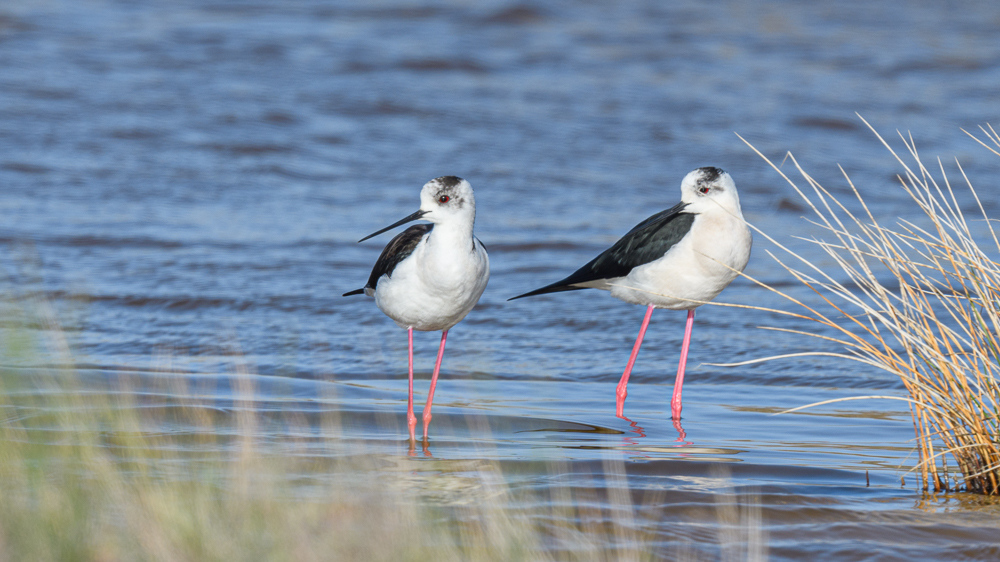 Black-winged Stilt