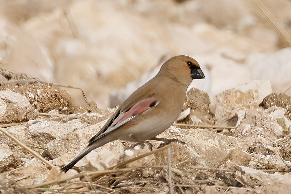 Desert Finch